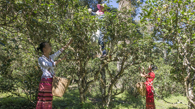 普洱市 普洱:“象”见恨晚的地方