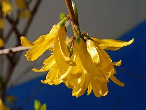 金钟花｜连花的连襟