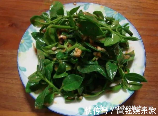 人养花 花也养人 4种花不仅长得漂亮，掐下叶子就是一盘菜！