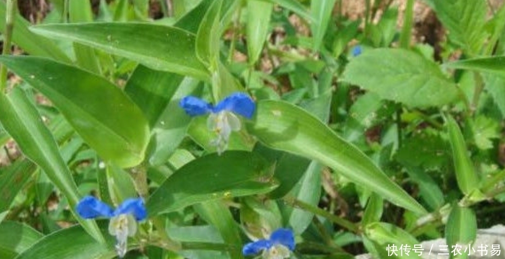  野草|田边一种常见野草，殊不知药用价值极高，可以清热解毒