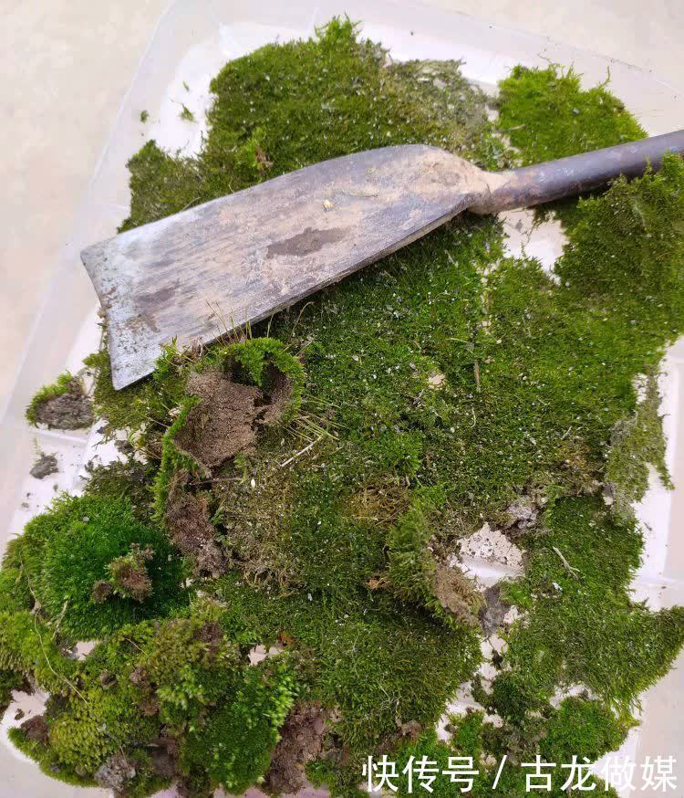 破了的菜坛子,拿来养多肉,又酷又美个性十足