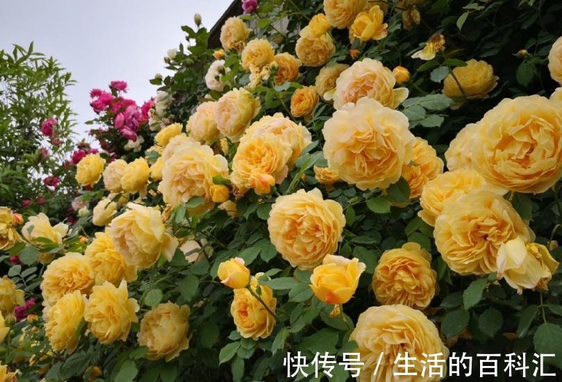 肥害|月季花难养,问题不断吗教您2招,找准问题原因!