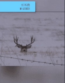 |搞笑GIF:表妹担心有人偷竹子,她每天一个人去后山点数!