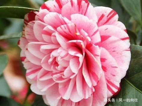 家养茶花总是不开花学会这三个小技巧,轻松花开爆满盆