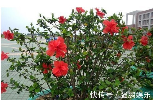 养花要先懂花，以下几种居家好养花卉，你知道它们的生长习性吗