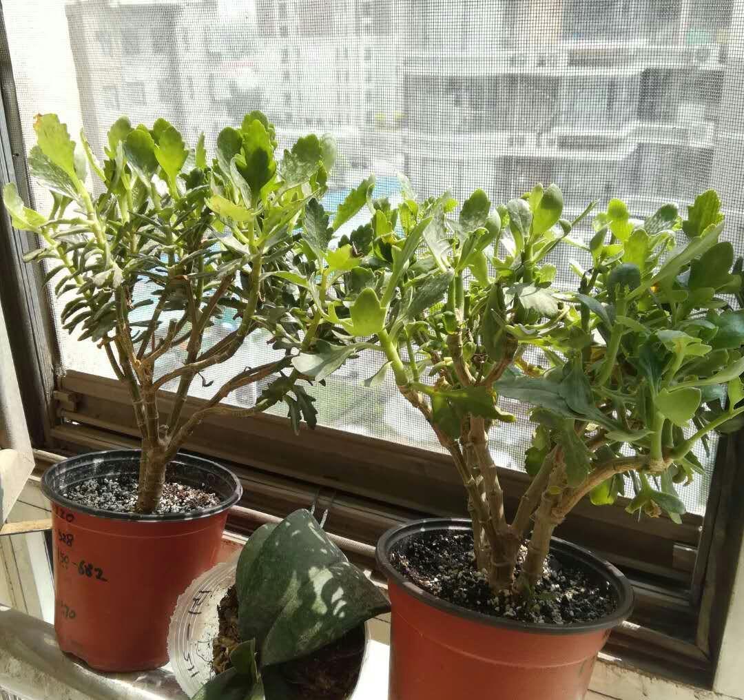 关于长寿花过夏和老桩开花的问题,有些话不吐不快