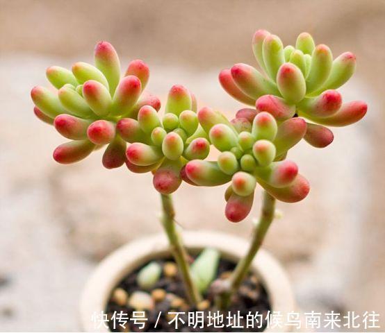 60种多肉图鉴及养护要点，1分钟学会，超全超实用！