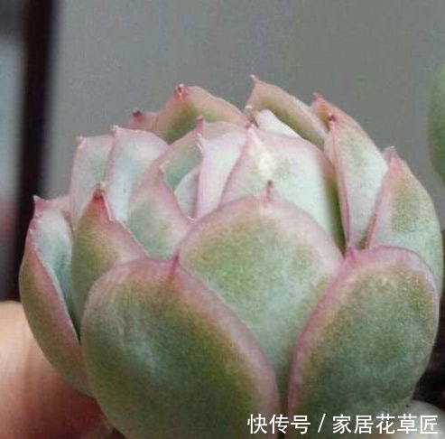 回家|1种多肉,十分漂亮,还容易活,回家赶紧养一盆,简直好极了