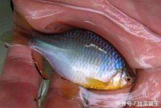 小时候最讨厌钓到鳑鲏鱼,离水几分钟就会烂肚子