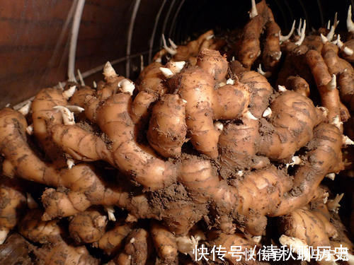 大蒜|大蒜和生姜一起泡水喝，解决了男女朋友的烦恼，涨知识了