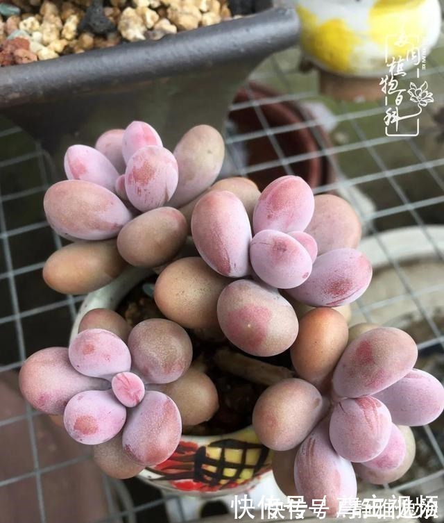 静夜|养多肉三年多,初见惊鸿!累并快乐着!养多肉三年多,初见惊鸿!累并快乐着!