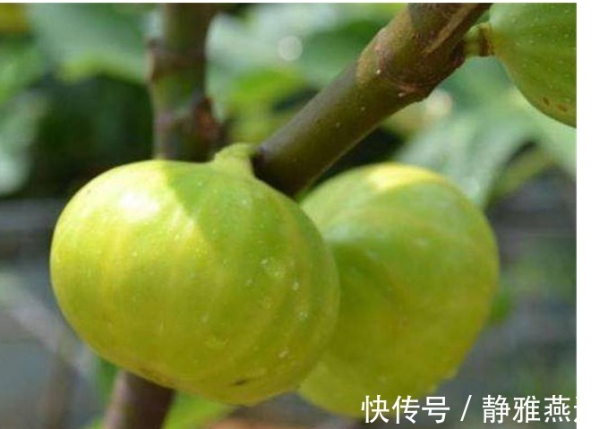 淋巴肉瘤|不妨常食此果!保护心脑血管、防癌、抗炎消肿,远离疾病