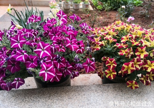 铁线莲|4种“漂亮花”,最好买小苗,2个月就开爆,比买大苗划算多啦