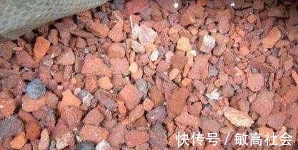 养蟹爪兰时先养根,盆里埋点这种东西,根系更旺,开花更多