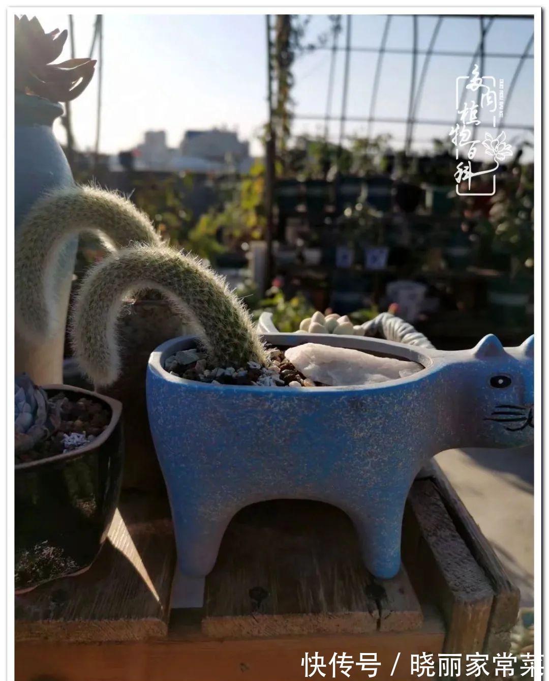 多肉之路,让我沉醉,浮世三千,有肉就欢!