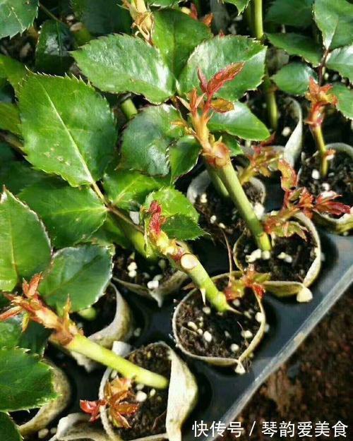 立秋后，建议扦插6种花，温度适宜“利于”生根，成活率高