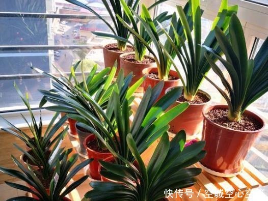 君子兰依赖“2种水”,半月浇一次,叶片四季肥厚,开花多不夹箭