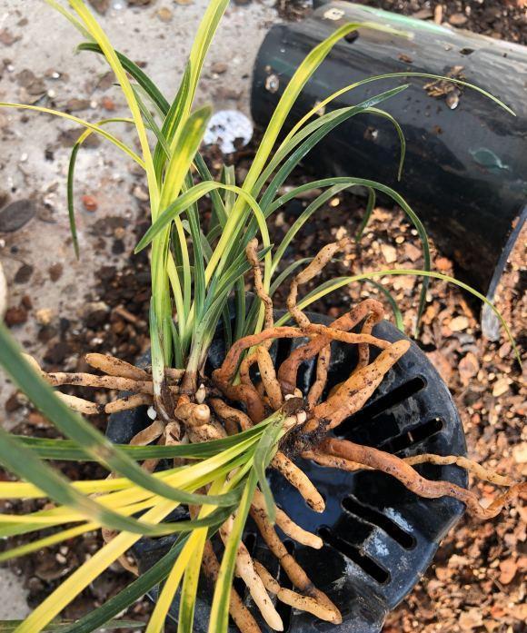 花期|养“惠兰”最省心,30天浇次水,叶子绿油油,花期长达60天