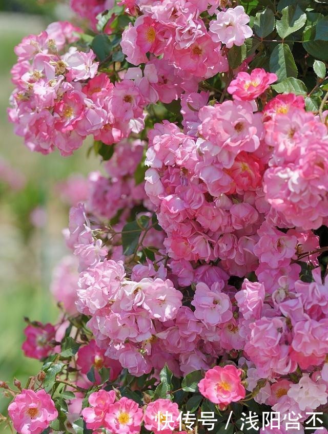 4种生长很快,又耐寒的花,打造花墙别错过!