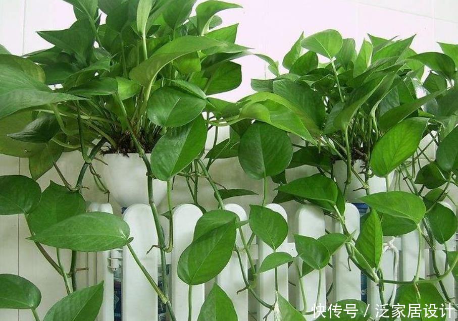 绿萝黄叶不用怕,做好“2补1遮”,快速恢复生机,叶子大又绿!