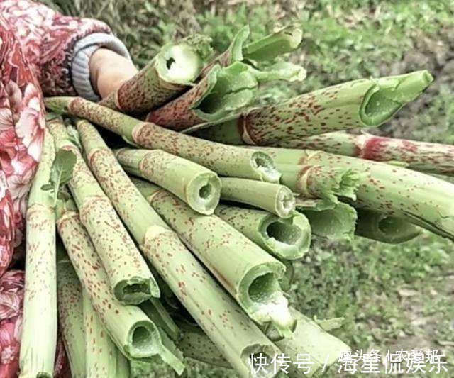 杂草|这种野草农民却当杂草除掉,吃过的人终身难忘,如今越来越少了!
