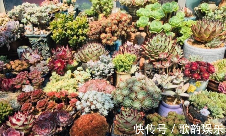 肉友|送朋友多肉又不落俗套?红橙黄绿青蓝紫彩虹系7色多肉了解一下!