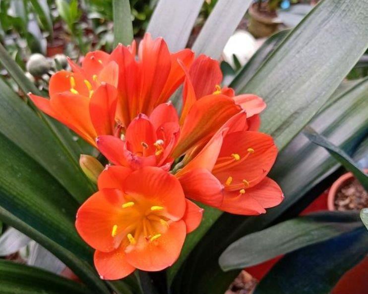 几款艳丽的花卉,漂亮又好闻,花型圆滚惹人爱,值得拥有