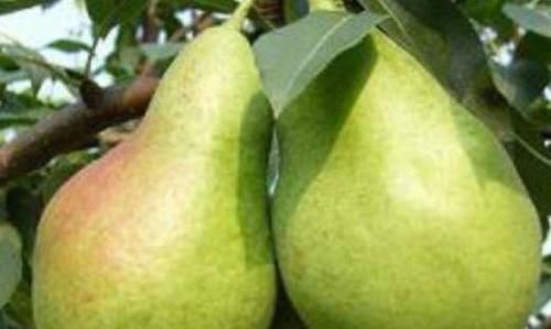 养生保健的食物，女人坚持吃，有助于消化，通利大便，气色更好