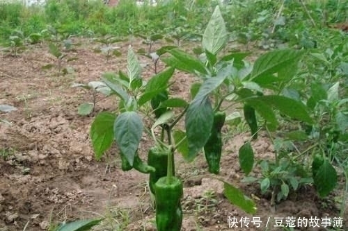 吃火锅|这果子吃货都离不开,却不知吃叶子可补钙,常拿去当柴火烧