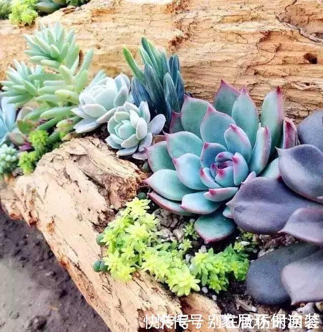 什么复合肥、淘米水,都不如1种东西,捡一些丢盆里,养啥花都旺