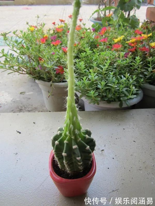 10种不能淋雨的花,淋完雨就死,盆栽养花注意事项