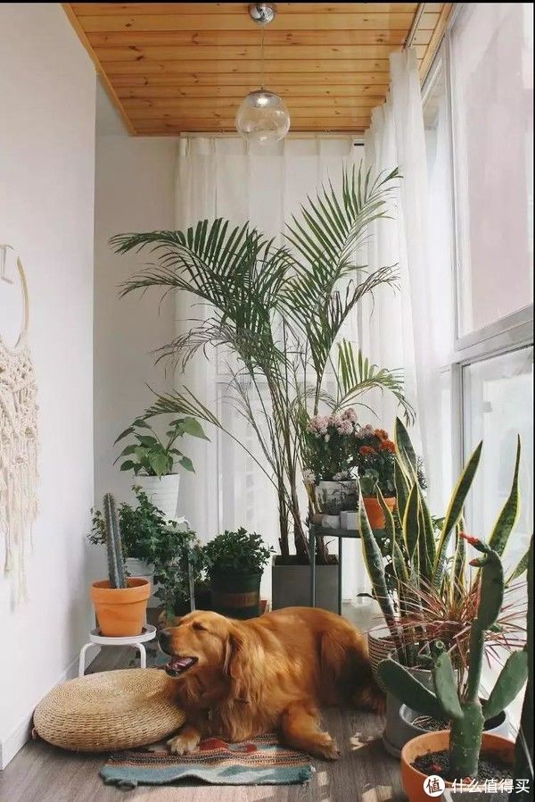 烘干机|没阳台=不能晾衣服？中国主妇第一个不服！