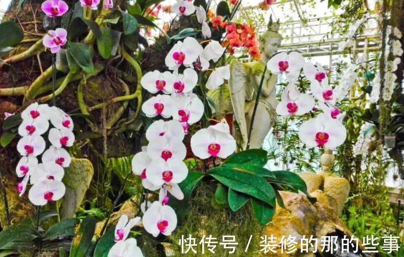 栽种|家庭盆栽蝴蝶兰,甭用土培了,不然一浇多水就烂根