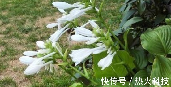 这3种花最怕阳光,越阴凉越生长的旺!阳光晒反而活不长