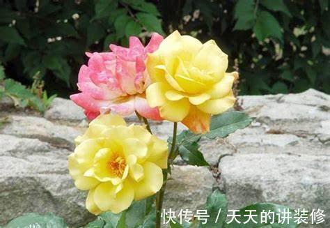 养花试试这几款,特别的耐阴,放到客厅即可