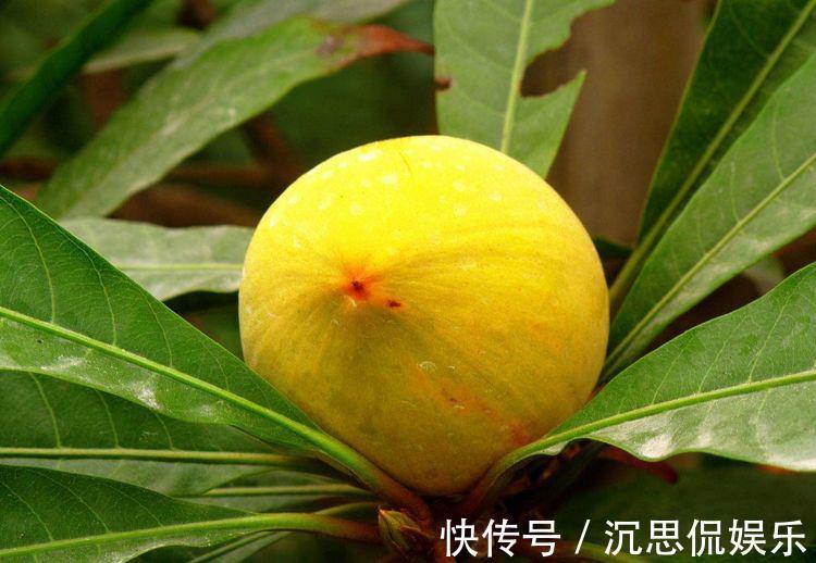 西瓜|女性不想变老太婆,推荐常吃3种水果,营养丰富,补气补血