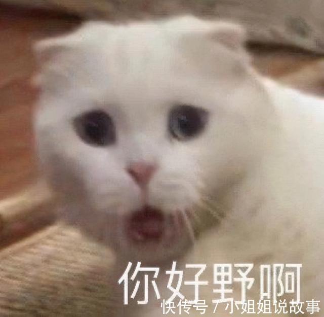 |搞笑表情包更新:再坚持坚持,一辈子很快就过去了