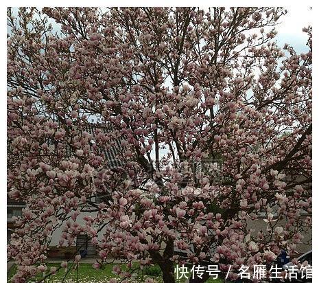 北方地区|4种“漂亮花”,能活一百年,长寿又富贵,越养越值钱