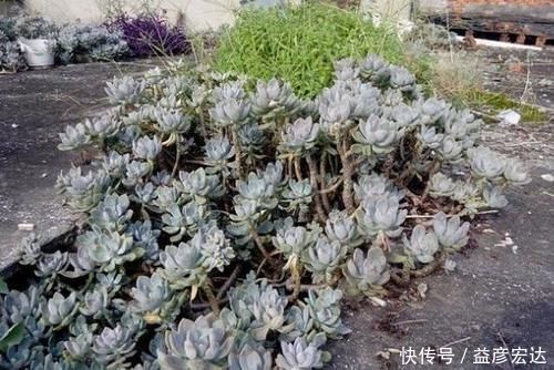 景天科|最抗冻的5种多肉，零下10℃都冻不死，还长得肥嘟嘟