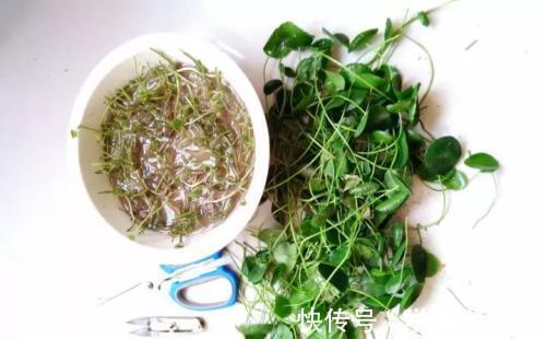 3种花,喜欢“剪秃头”,越剪越茂盛,现在动手刚刚好!
