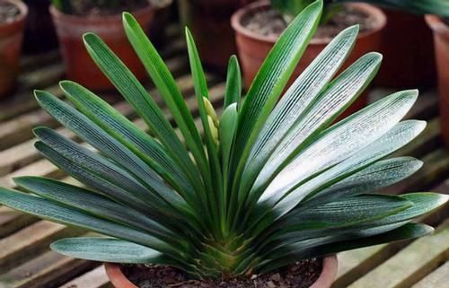 盆栽君子兰，这3方面全做对了，才能“攻克”不开花的难题