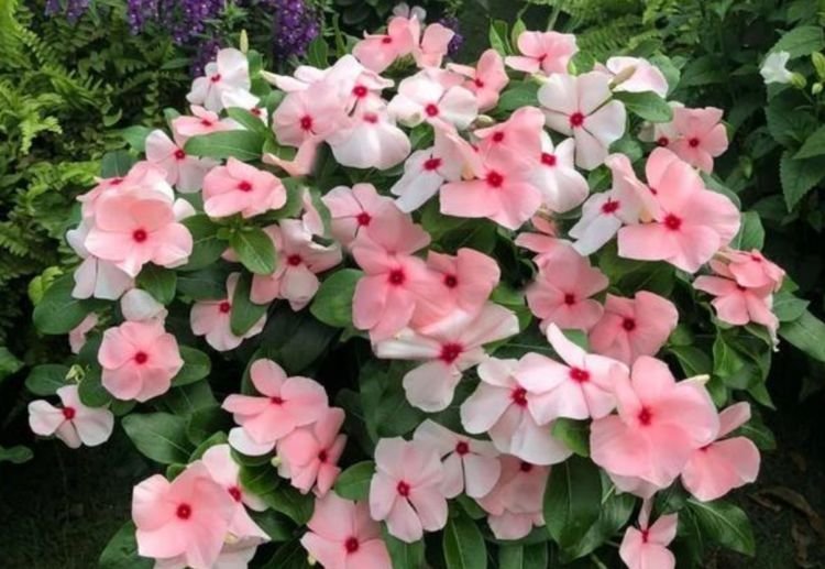 家里要养4种花,开花吉祥又喜庆,花朵漂亮,四季有花赏