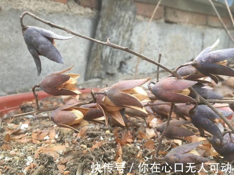 香椿树|香椿树上结的果实叫啥名有人花钱去农村收集，有什么用吗