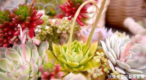 鸡蛋壳|盆里扔点这个,多肉胖成球,肉嘟嘟好可爱