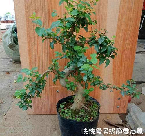 叶片|3种花越养越旺,养成老桩盆景更值钱,摆在家里惬意美好!