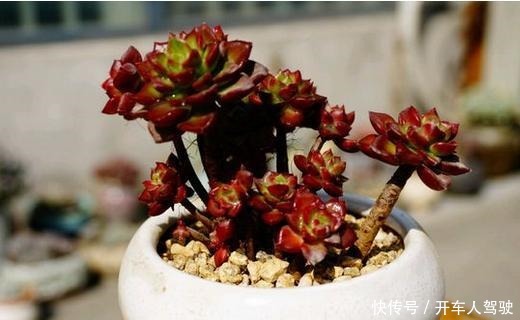 多肉蒂亚一旦上色了,惹人爱,秋季关键点做好,不愁绿焰不上色!
