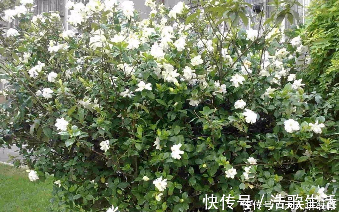 夏天|5种花,夏天要“狠修剪”,剪的越多,花枝越多,好度夏