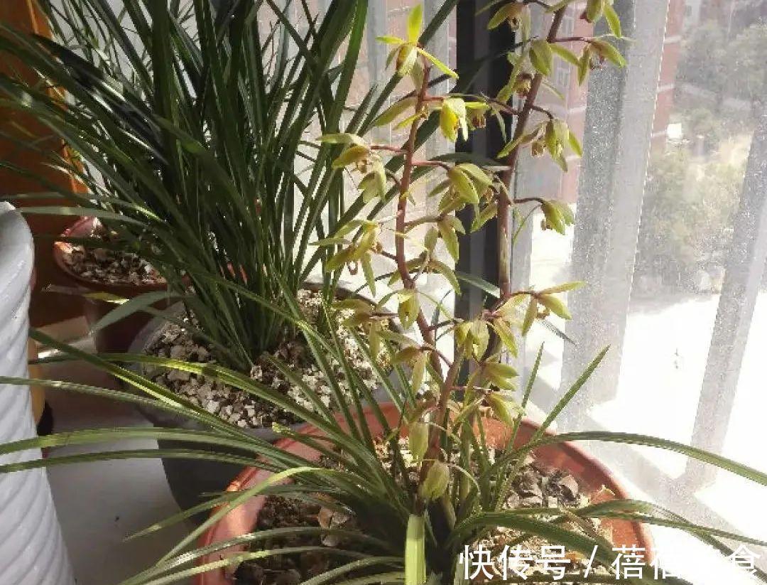 开花|这花先别搬进屋，放外面冻20天，很快就开花