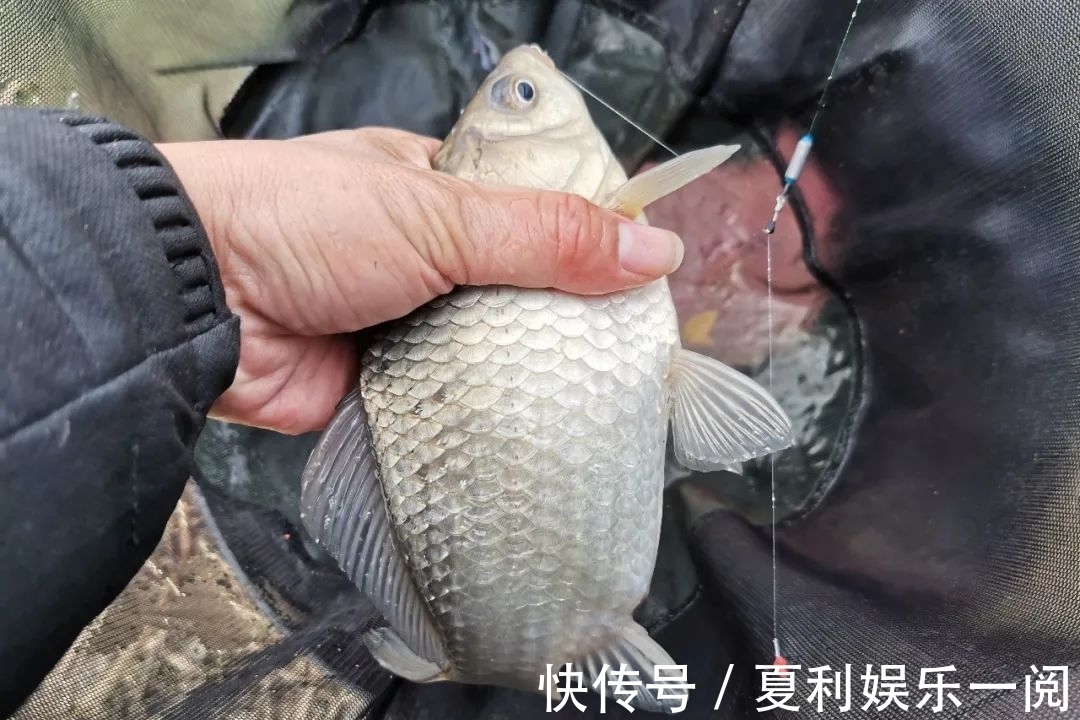 冬钓鲫鱼7个常见问题,早知道答案,也不会三天两头空军了