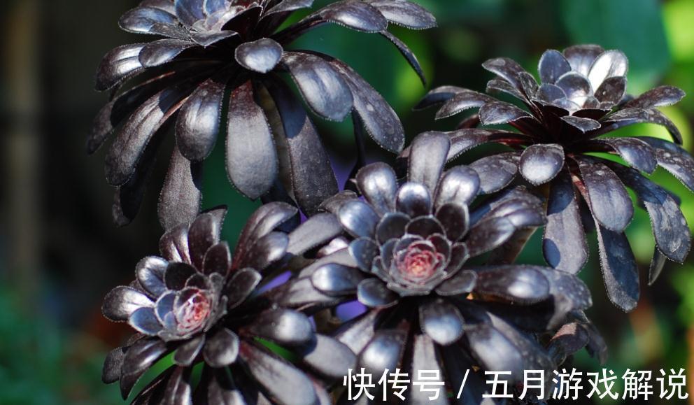 多肉界里的魔法师黑法师,黑到变幻莫测